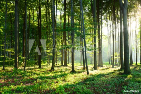 Picture of Morning in the forest